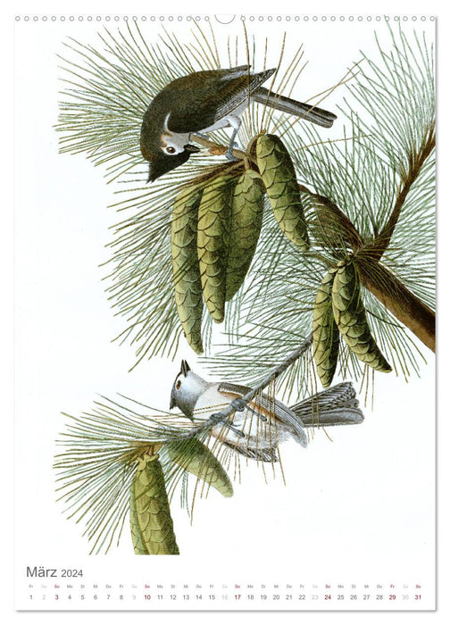 Parade des oiseaux chanteurs (Calvendo Premium Wall Calendar 2024) 