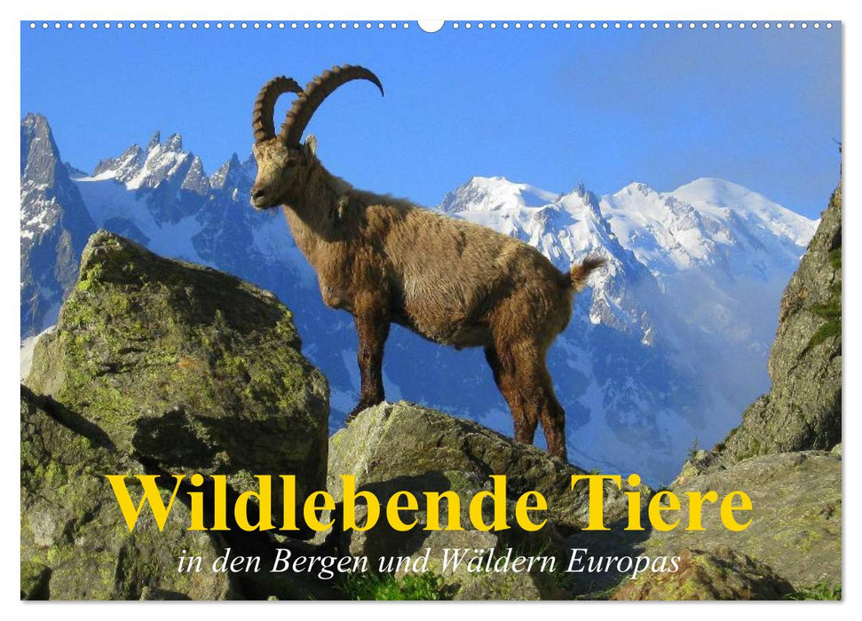 Wildlebende Tiere in den Bergen und Wäldern Europas (CALVENDO Wandkalender 2024)