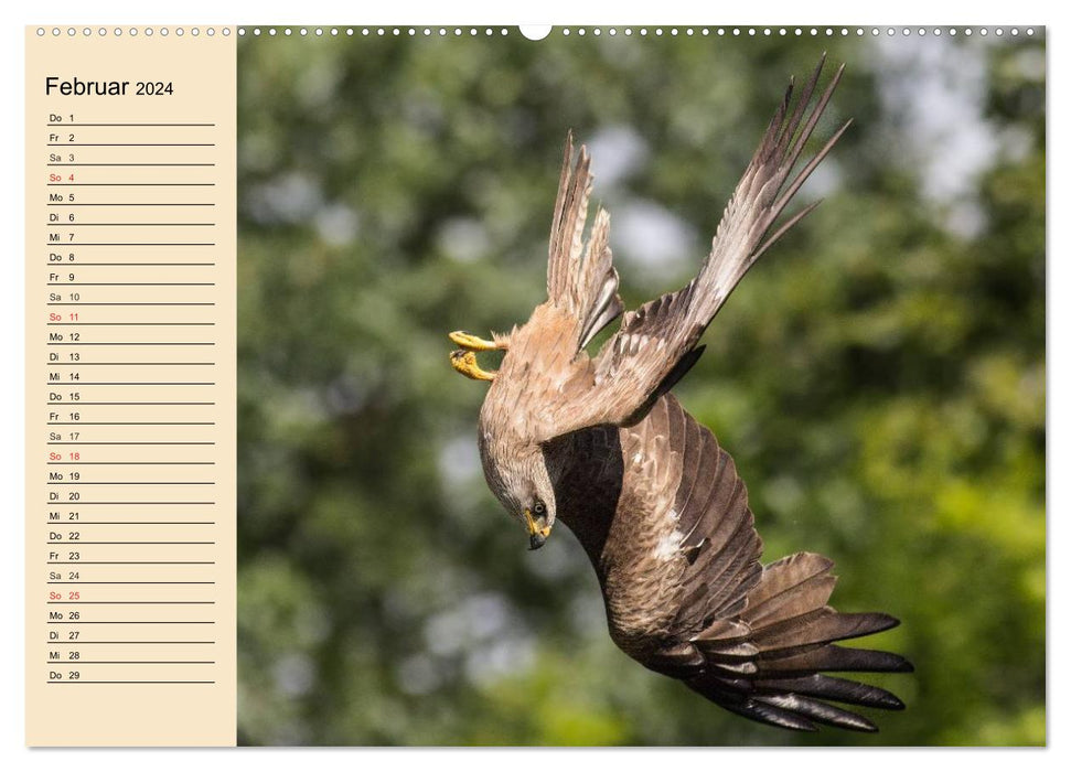 Animaux sauvages dans les montagnes et forêts d'Europe (Calendrier mural CALVENDO 2024) 