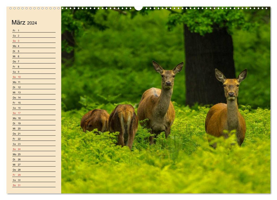 Wild animals in the mountains and forests of Europe (CALVENDO wall calendar 2024) 