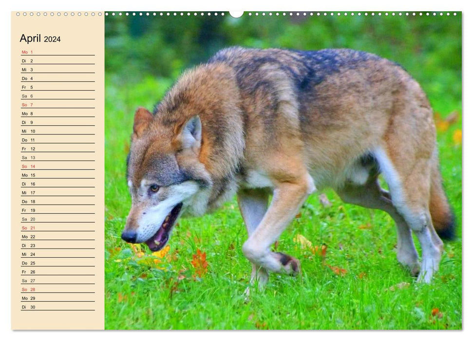 Wildlebende Tiere in den Bergen und Wäldern Europas (CALVENDO Wandkalender 2024)