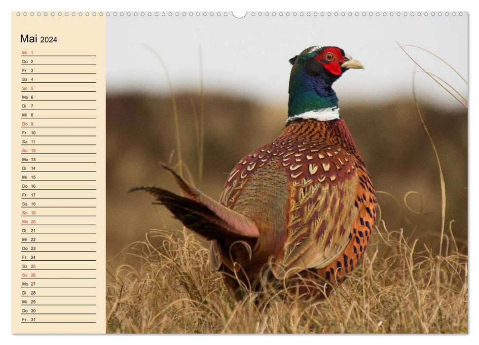 Animaux sauvages dans les montagnes et forêts d'Europe (Calendrier mural CALVENDO 2024) 