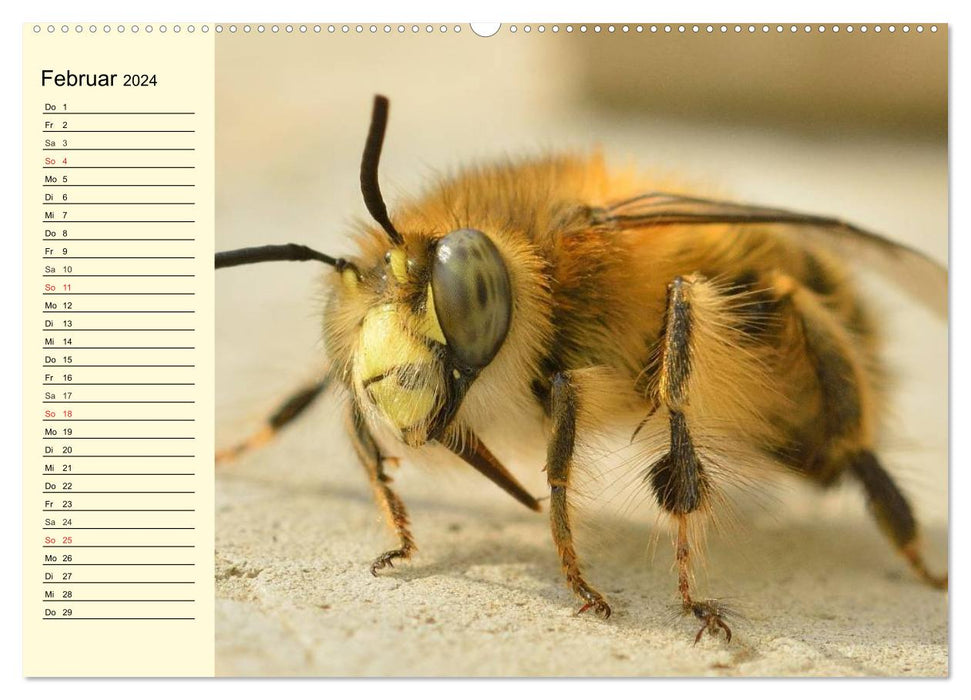 Fleißige Bienen. Von der Blüte bis zum Honig (CALVENDO Premium Wandkalender 2024)
