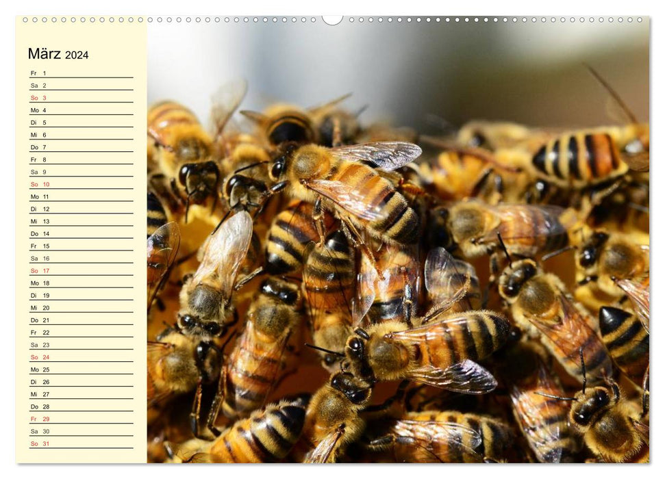 Busy bees. From blossom to honey (CALVENDO Premium Wall Calendar 2024) 