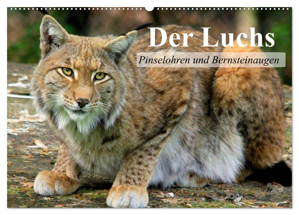 Le lynx. Oreilles en brosse et yeux ambrés (Calendrier mural CALVENDO 2024) 