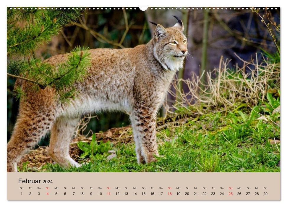 Le lynx. Oreilles en brosse et yeux ambrés (Calendrier mural CALVENDO 2024) 