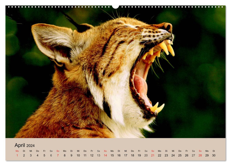 Le lynx. Oreilles en brosse et yeux ambrés (Calendrier mural CALVENDO 2024) 