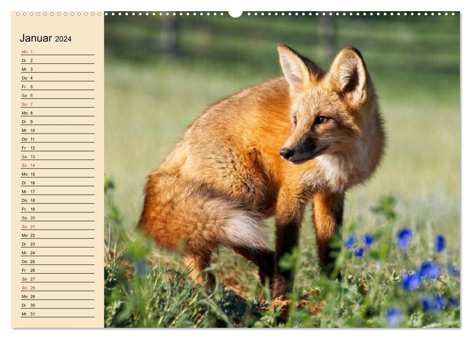 Wild animals in the mountains and forests of Europe (CALVENDO Premium Wall Calendar 2024) 