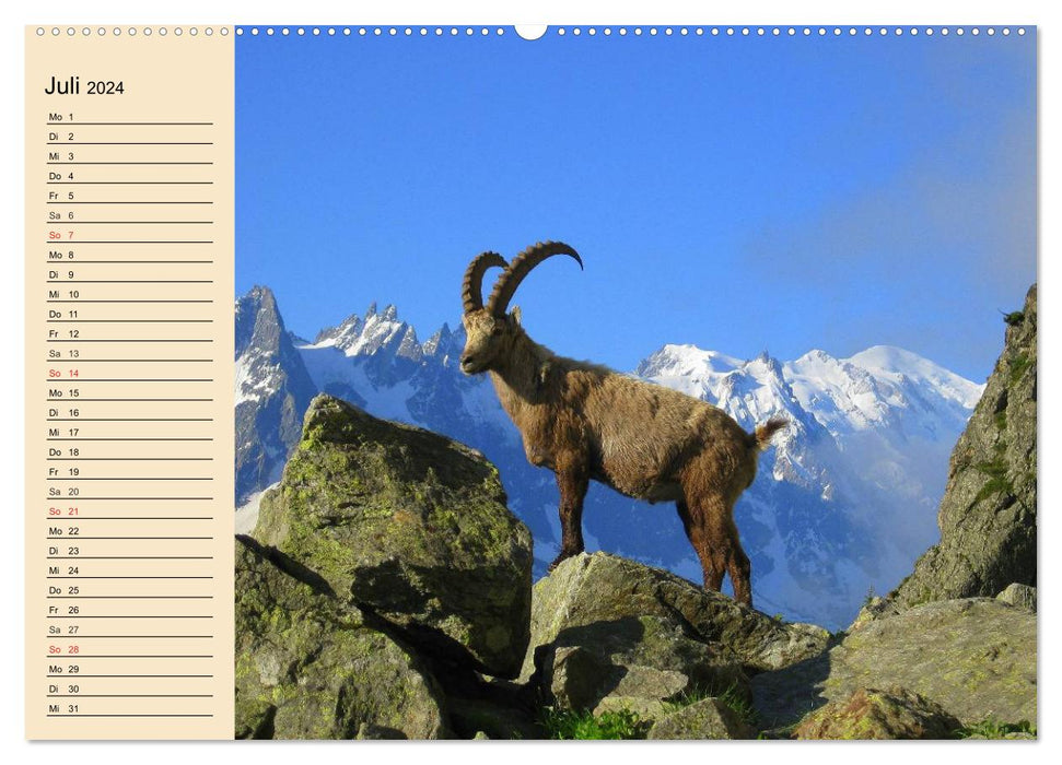 Wild animals in the mountains and forests of Europe (CALVENDO Premium Wall Calendar 2024) 