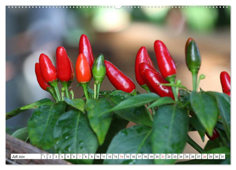 For chili lovers (CALVENDO Premium Wall Calendar 2024) 