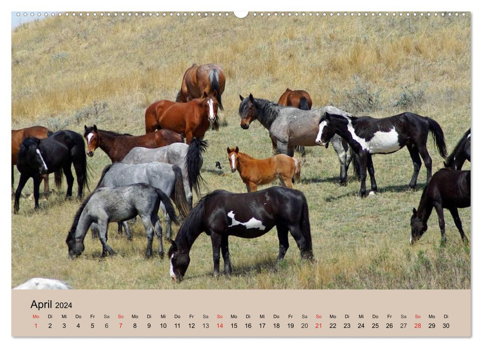 Chevaux sauvages. Libre comme le vent (Calendrier mural CALVENDO Premium 2024) 