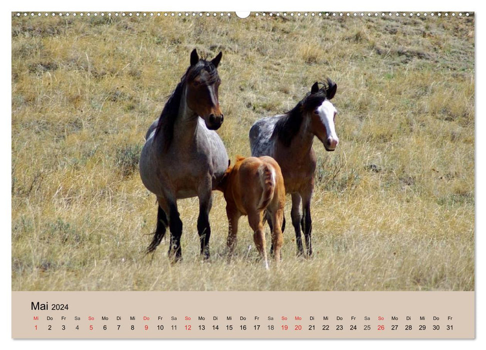 Wildpferde. Frei wie der Wind (CALVENDO Premium Wandkalender 2024)