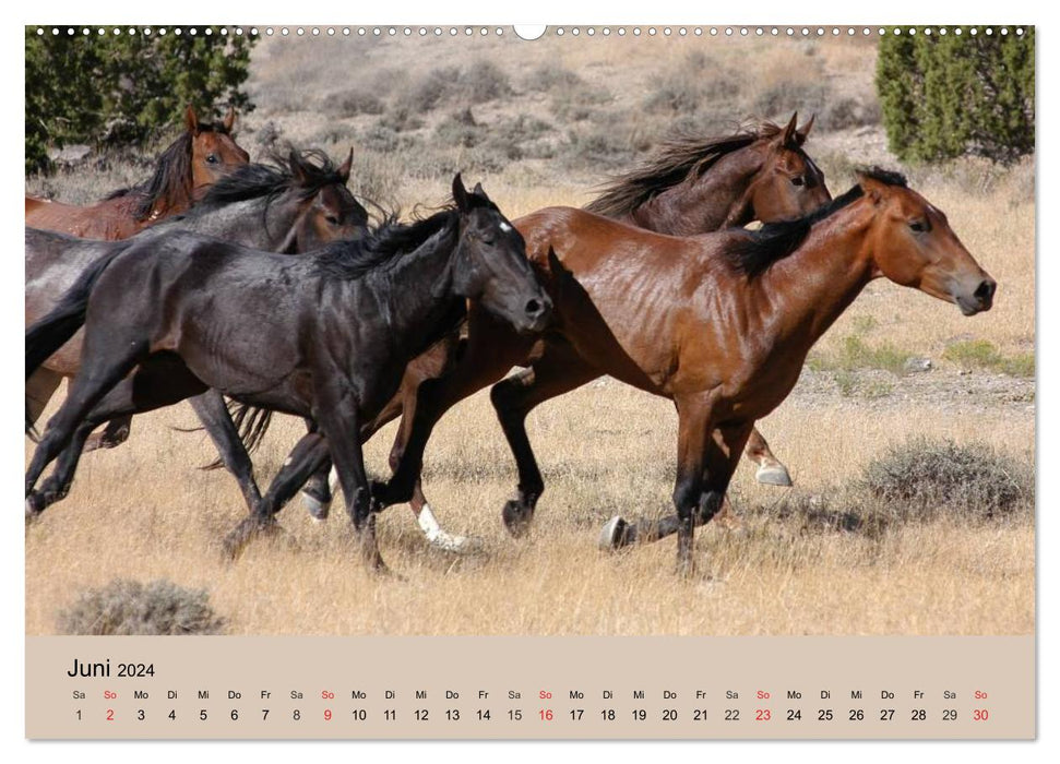 Chevaux sauvages. Libre comme le vent (Calendrier mural CALVENDO Premium 2024) 