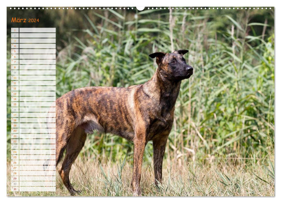 Chien de berger néerlandais (Calvendo Premium Calendrier mural 2024) 