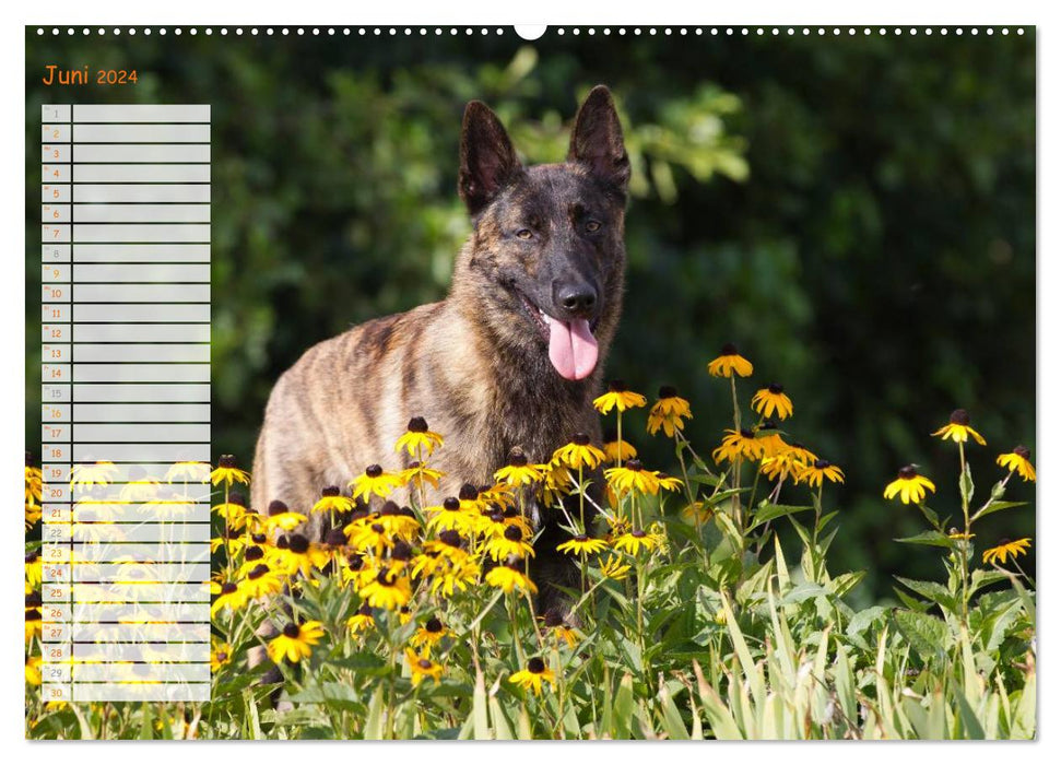 Holländischer Schäferhund (CALVENDO Premium Wandkalender 2024)