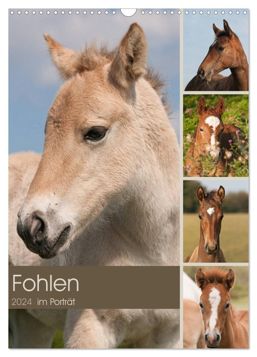 Foal in portrait (CALVENDO wall calendar 2024) 