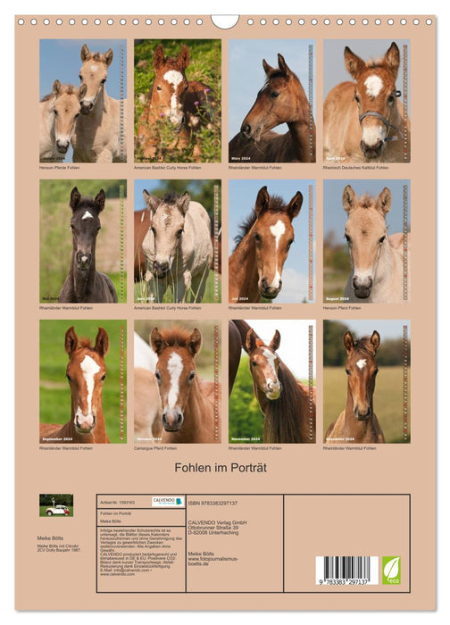 Foal in portrait (CALVENDO wall calendar 2024) 