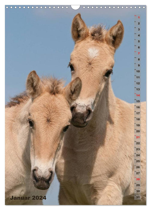 Poulain en portrait (Calendrier mural CALVENDO 2024) 