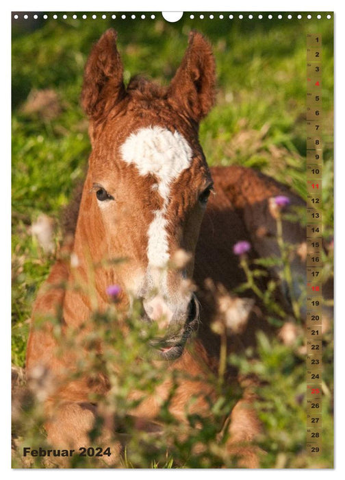 Poulain en portrait (Calendrier mural CALVENDO 2024) 