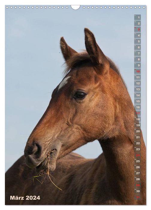 Foal in portrait (CALVENDO wall calendar 2024) 