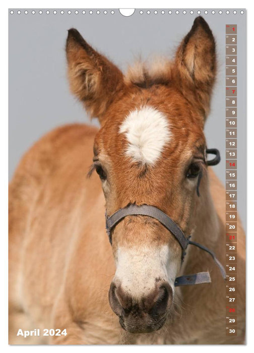 Poulain en portrait (Calendrier mural CALVENDO 2024) 