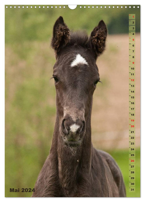 Foal in portrait (CALVENDO wall calendar 2024) 