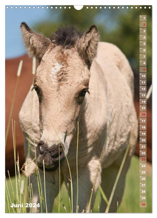 Poulain en portrait (Calendrier mural CALVENDO 2024) 