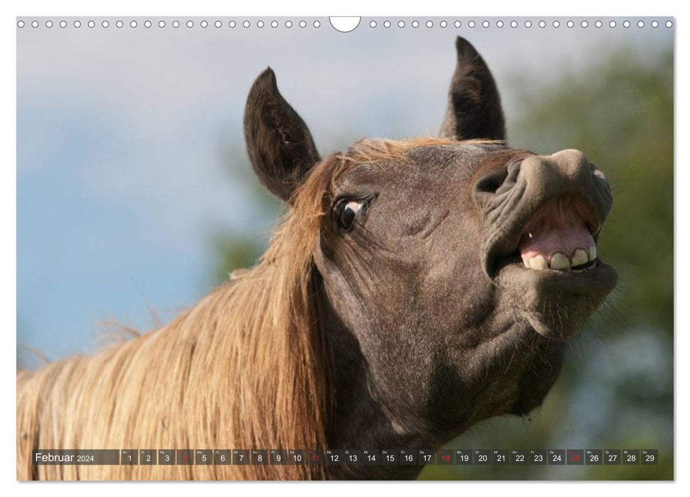 Fohlen - Lustige Pferdekinder (CALVENDO Wandkalender 2024)