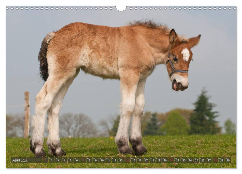 Poulain - Enfants chevaux rigolos (Calendrier mural CALVENDO 2024) 