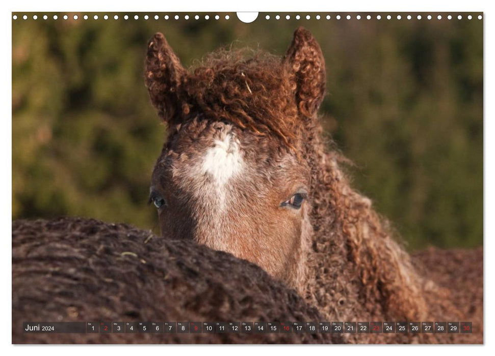 Poulain - Enfants chevaux rigolos (Calendrier mural CALVENDO 2024) 