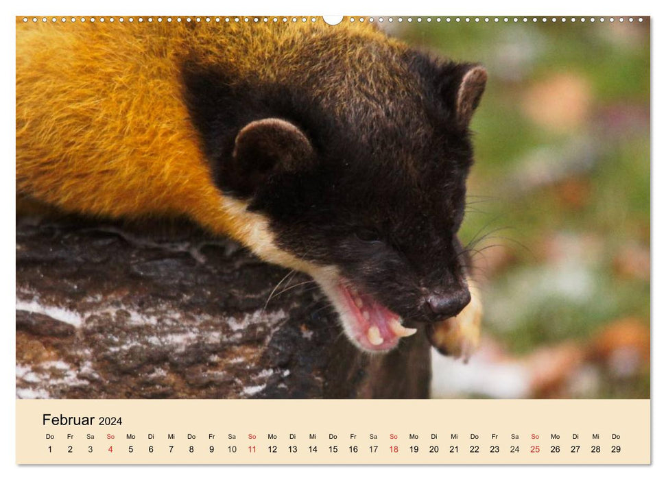 Furets et martres. Insolent, drôle, mignon (Calendrier mural CALVENDO Premium 2024) 