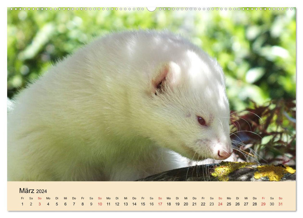 Furets et martres. Insolent, drôle, mignon (Calendrier mural CALVENDO Premium 2024) 