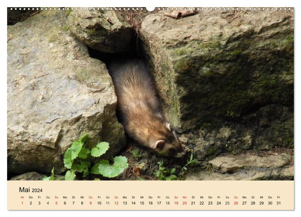 Furets et martres. Insolent, drôle, mignon (Calendrier mural CALVENDO Premium 2024) 