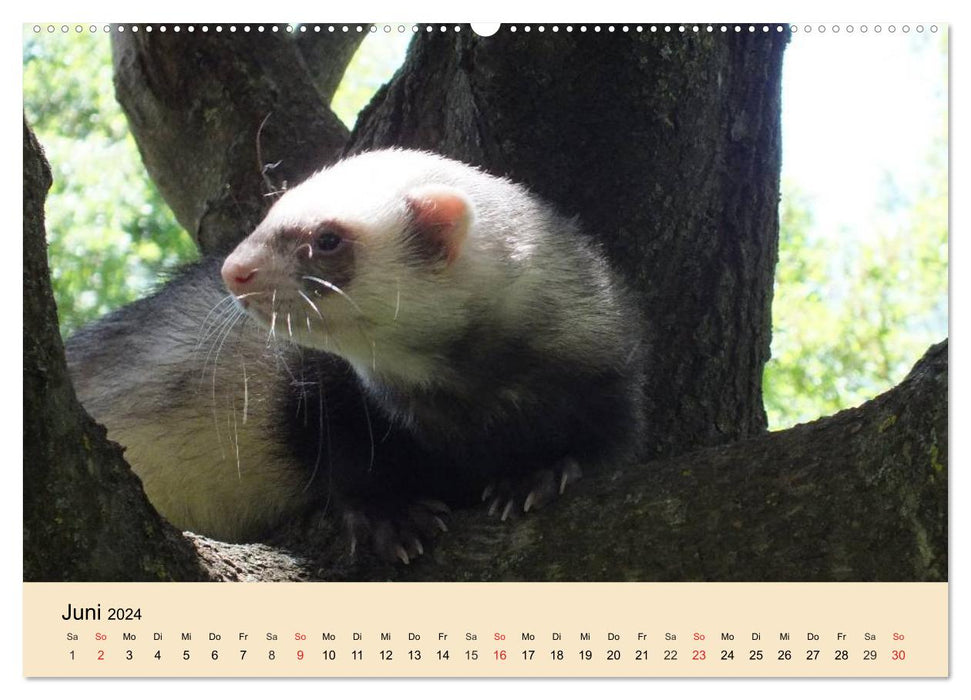 Furets et martres. Insolent, drôle, mignon (Calendrier mural CALVENDO Premium 2024) 