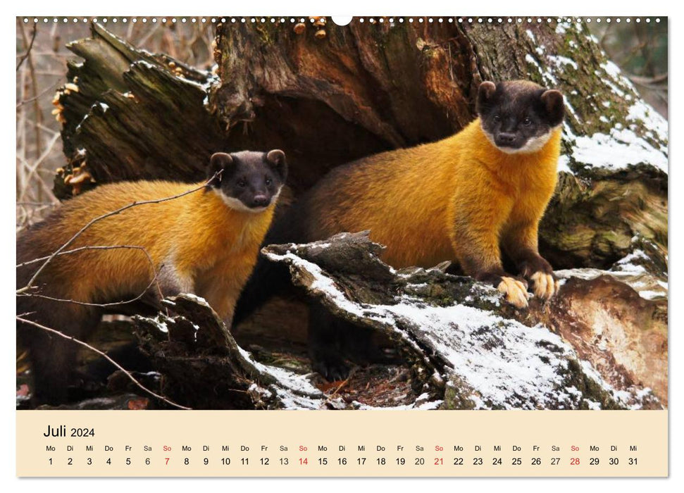 Frettchen und Marder. Frech, witzig, niedlich (CALVENDO Premium Wandkalender 2024)