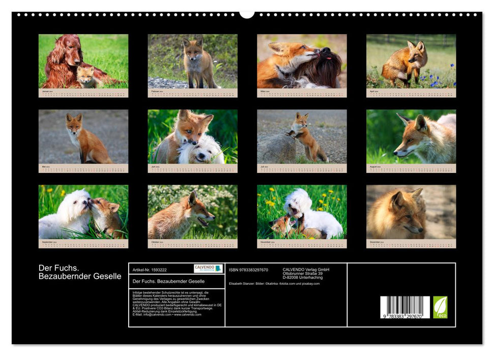 Der Fuchs. Bezaubernder Geselle (CALVENDO Premium Wandkalender 2024)