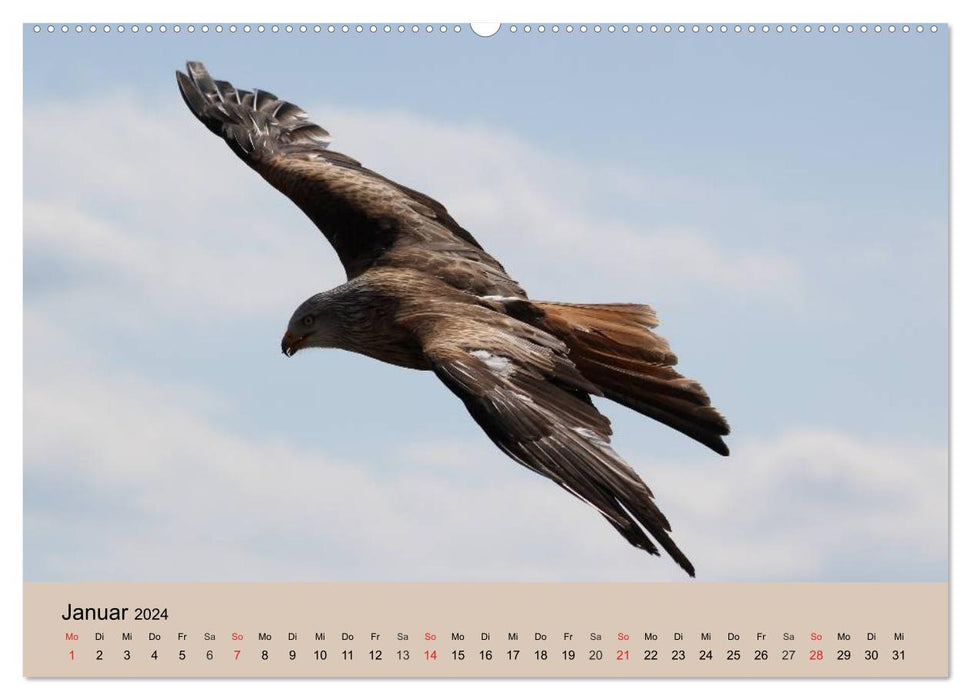 Der Steinadler. Majestätischer Greifvogel (CALVENDO Premium Wandkalender 2024)