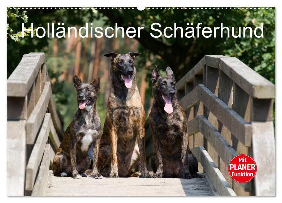 Holländischer Schäferhund (CALVENDO Wandkalender 2024)