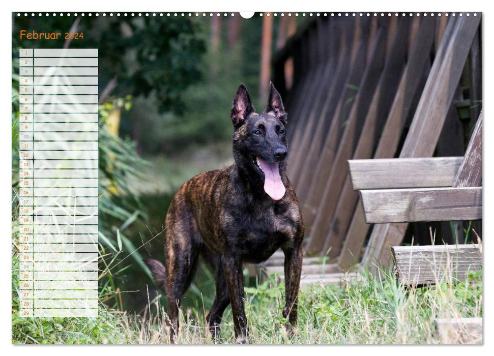 Holländischer Schäferhund (CALVENDO Wandkalender 2024)