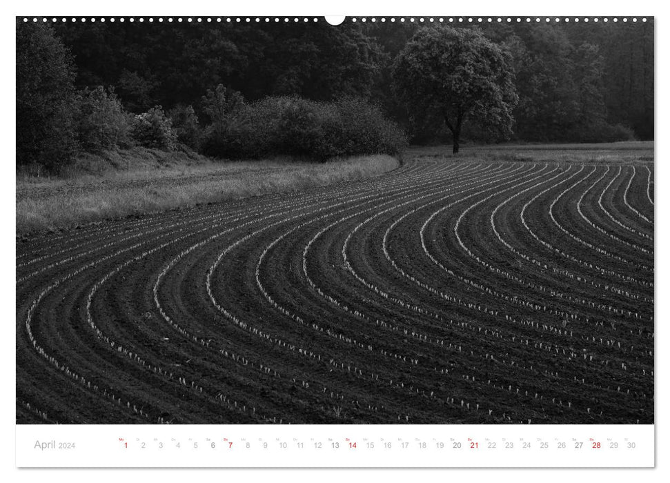 Forêt Noire mystique (calendrier mural CALVENDO 2024) 