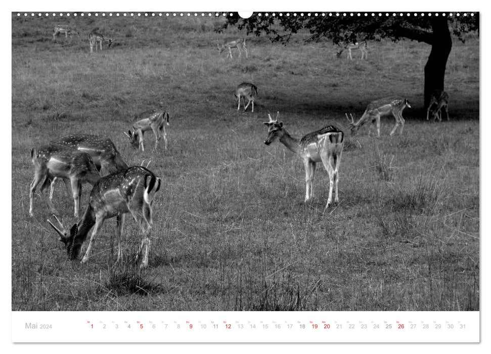 Forêt Noire mystique (calendrier mural CALVENDO 2024) 