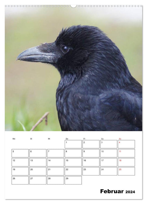 Rabenvögel Terminplaner (CALVENDO Premium Wandkalender 2024)