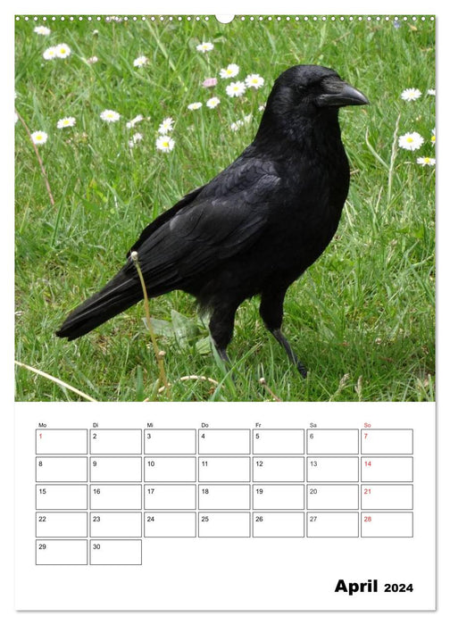 Rabenvögel Terminplaner (CALVENDO Premium Wandkalender 2024)