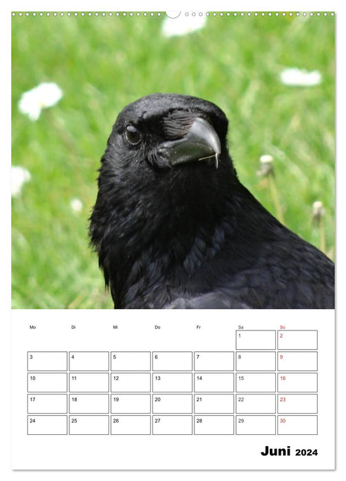 Raven Birds Appointment Planner (CALVENDO Premium Wall Calendar 2024) 