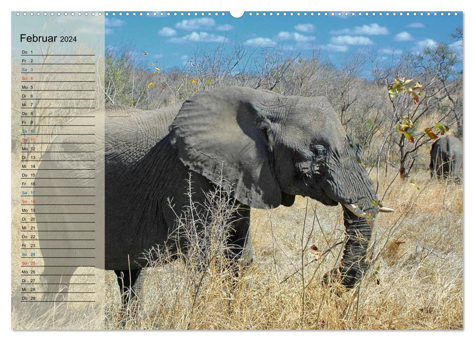 Afrique du Sud – du parc national Kruger au Cap (Calvendo Premium Wall Calendar 2024) 