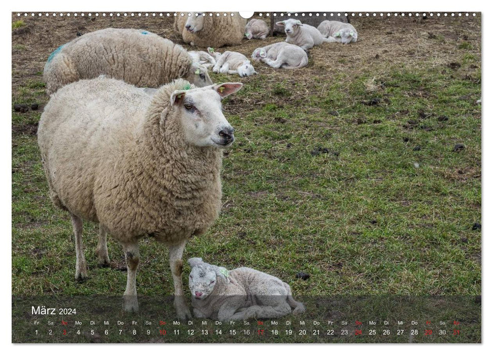 Texel - My Island (CALVENDO Premium Wall Calendar 2024) 