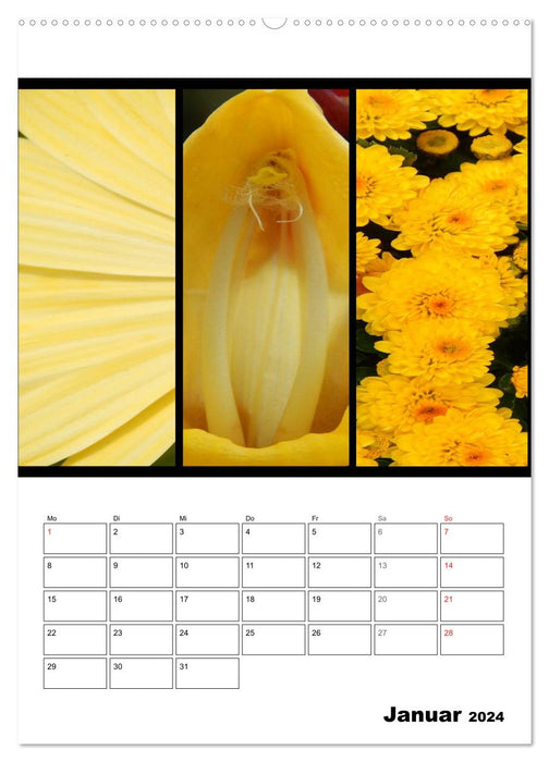 Trilogie de couleurs de fleurs (Calendrier mural CALVENDO Premium 2024) 