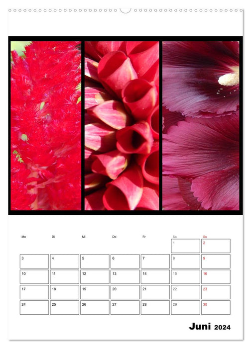 Trilogie de couleurs de fleurs (Calendrier mural CALVENDO Premium 2024) 