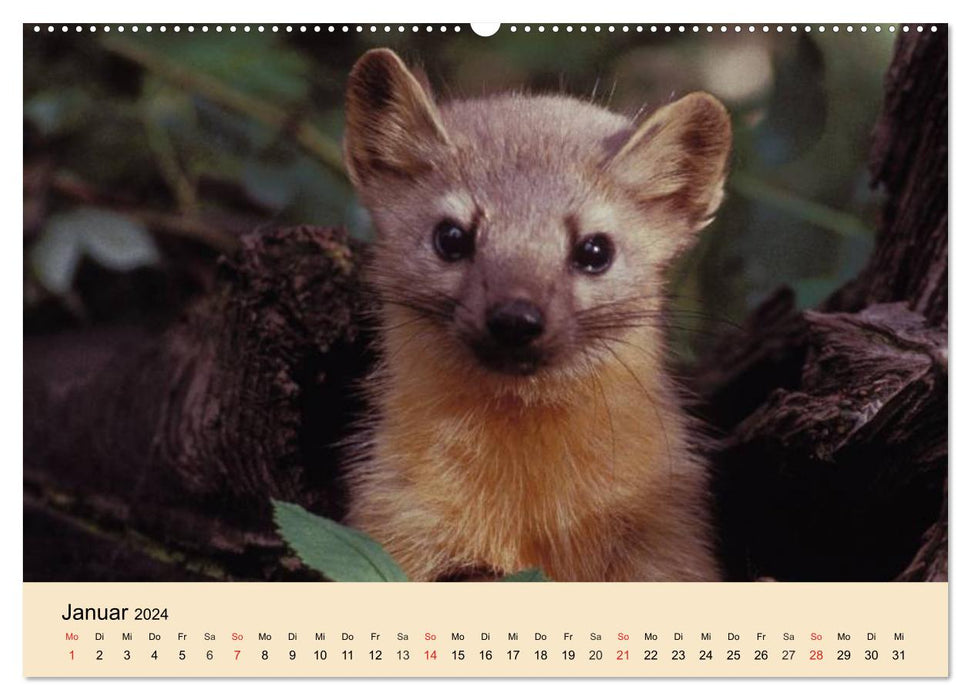 Furets et martres. Insolent, drôle, mignon (Calendrier mural CALVENDO 2024) 