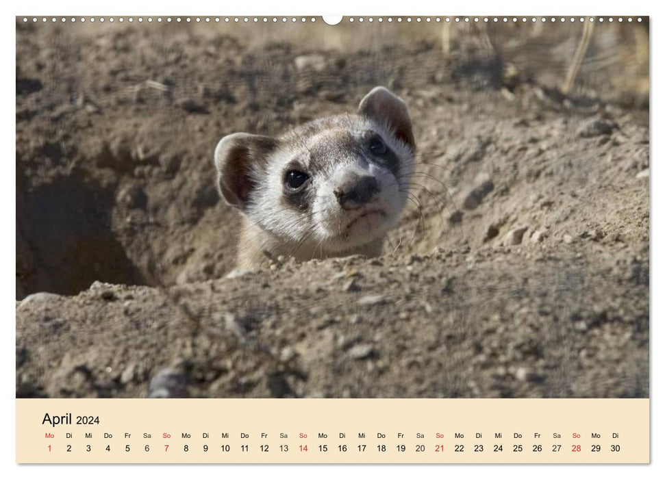 Furets et martres. Insolent, drôle, mignon (Calendrier mural CALVENDO 2024) 